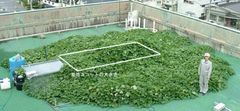 �n�C�|�j�J�͔|