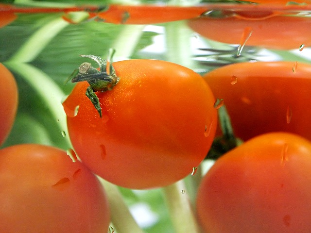 �z�[���n�C�|�j�J�@�ƒ�؉�