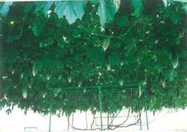 �S�[���@�n�C�|�j�J�͔|