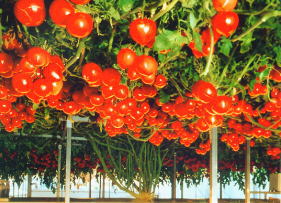 �O���[���O���[���@�n�C�|�j�J�͔|