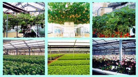 �O���[���O���[���@�n�C�|�j�J�͔|