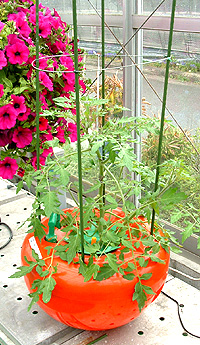 �z�[���n�C�|�j�J�U�O�P