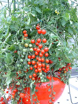 �z�[���n�C�|�j�J�U�O�P