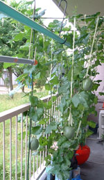 �G�R�ƒ�؉��@�z�[���n�C�|�j�J