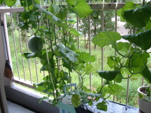 �G�R�ƒ�؉��@�z�[���n�C�|�j�J