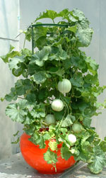 �z�[���n�C�|�j�J�U�O�P�@�~�j������