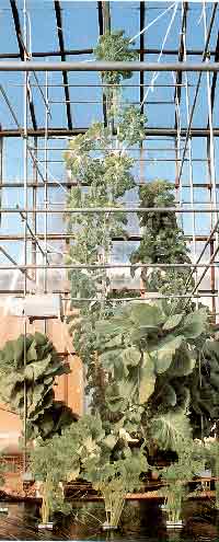 �P�[���@�O���[���O���[���@�n�C�|�j�J�͔|