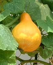 ���ڂ���R�����L�[