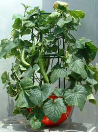 �z�[���n�C�|�j�J�U�O�P�@�L���E��