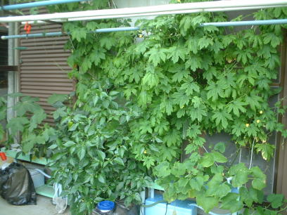 �G�R�ƒ�؉��@�z�[���n�C�|�j�J