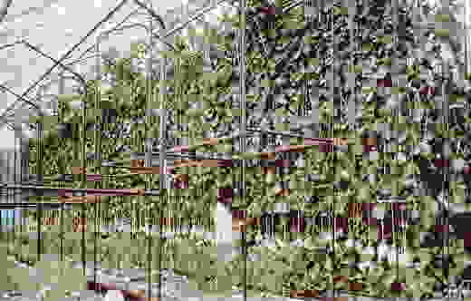 �O���[���O���[���@�n�C�|�j�J�͔|