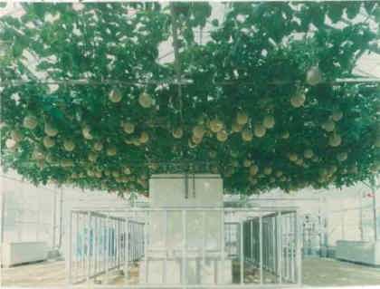 �O���[���O���[���@�n�C�|�j�J�͔|