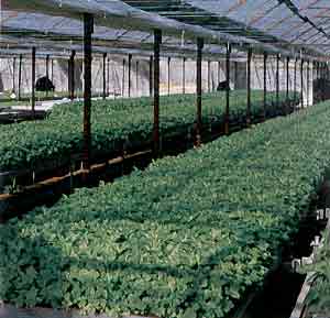 �~�c�o�@�n�C�|�j�J�͔|