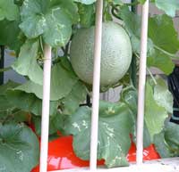 �G�R�ƒ�؉��@�z�[���n�C�|�j�J