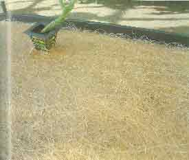 �O���[���O���[���@�n�C�|�j�J�͔|