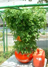 �z�[���n�C�|�j�J�U�O�P�@�j�K�E�����ꂢ��