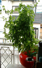 �G�R�ƒ�؉��@�z�[���n�C�|�j�J