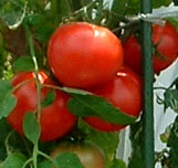 �g�}�g�����Y�t�@�C�g