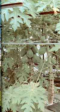 �p�p�C�A�@�O���[���O���[���@�n�C�|�j�J�͔|