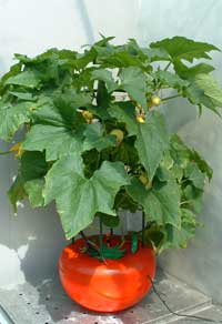 �z�[���n�C�|�j�J�U�O�P�@���ڂ���v�b�`�[�j