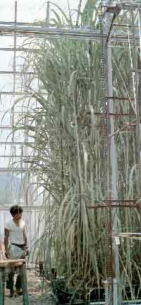 �T�g�E�L�r�@�O���[���O���[���@�n�C�|�j�J�͔|