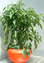 �z�[���n�C�|�j�J�U�O�P�@�Ƃ����炵