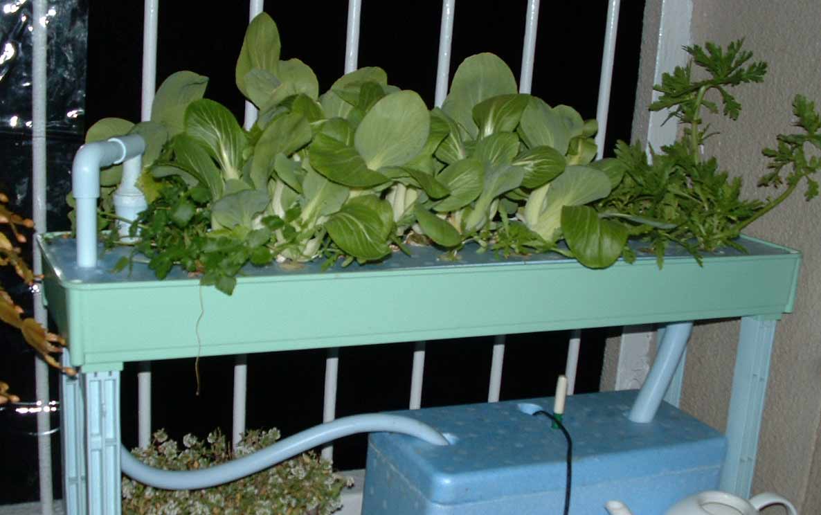 �`���Q���T�C�@�n�C�|�j�J�@�ƒ�؉�