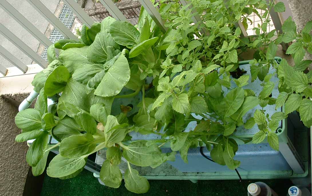 �`���Q���T�C�@�n�C�|�j�J�@�ƒ�؉�