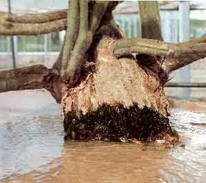 �O���[���O���[���@�n�C�|�j�J�͔|